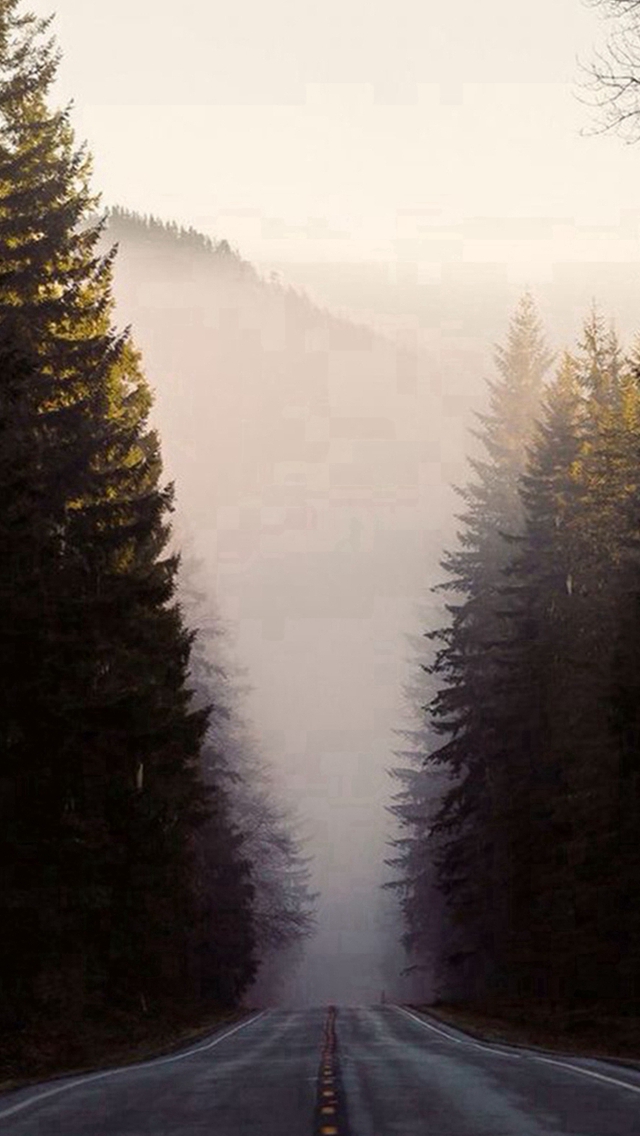 Misty Forest Road Pine Trees iPhone Wallpaper
