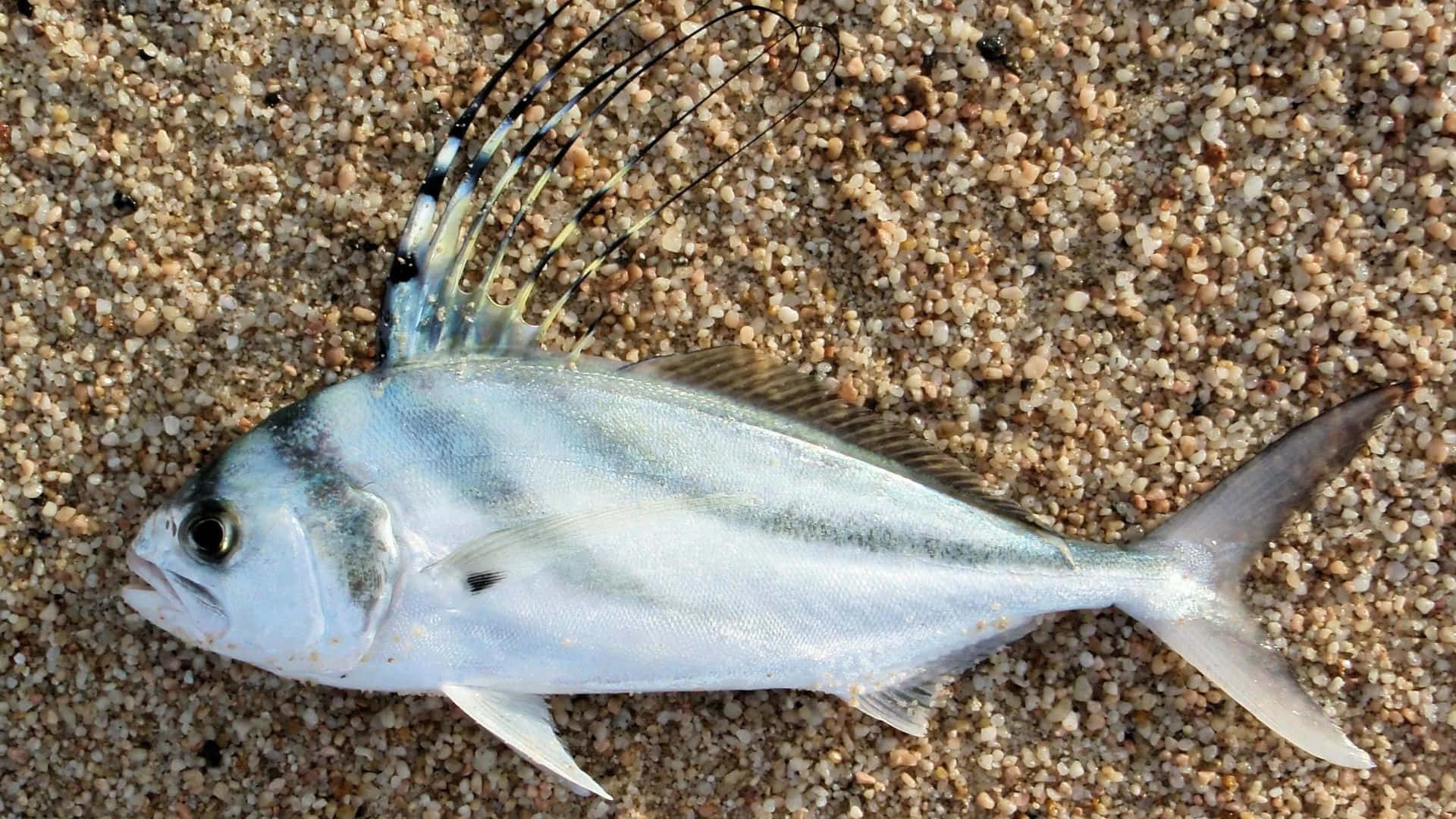 Roosterfishon Sandy Beach U7ei1bnpekrmggla Wallpaper