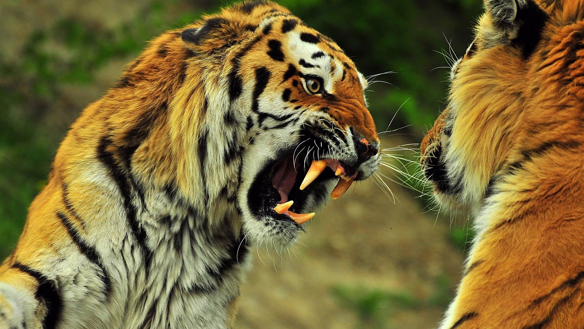 Tigers Roaring Wild Animal Desktop Wallpaper HD