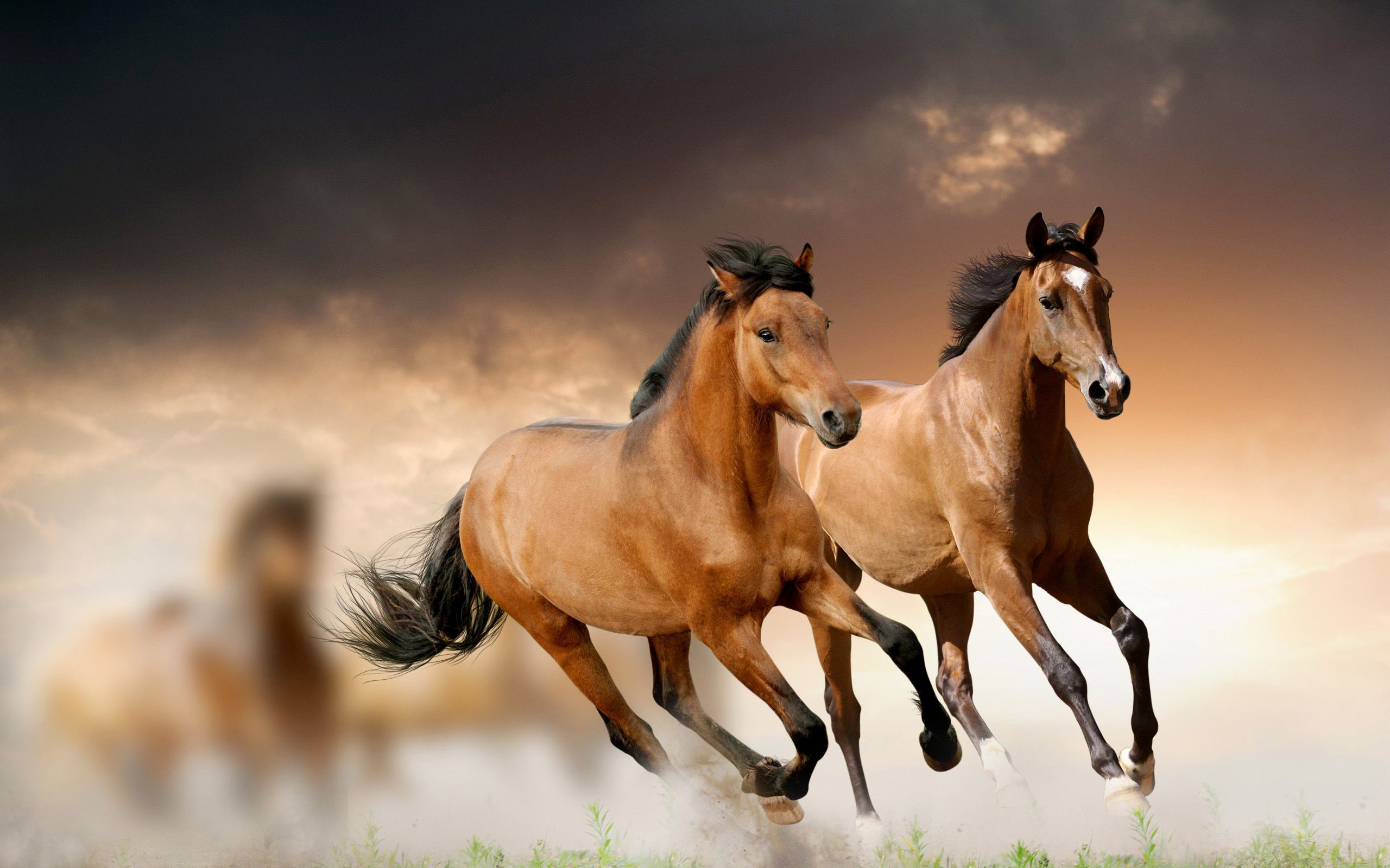 The Best Wild Horse Wallpaper Background For