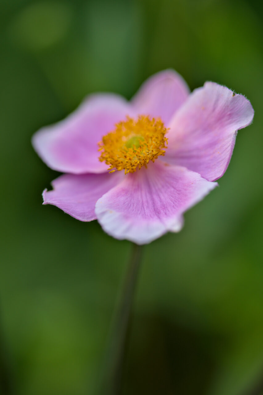 Lovely Pink Anemone Flower Wallpaper