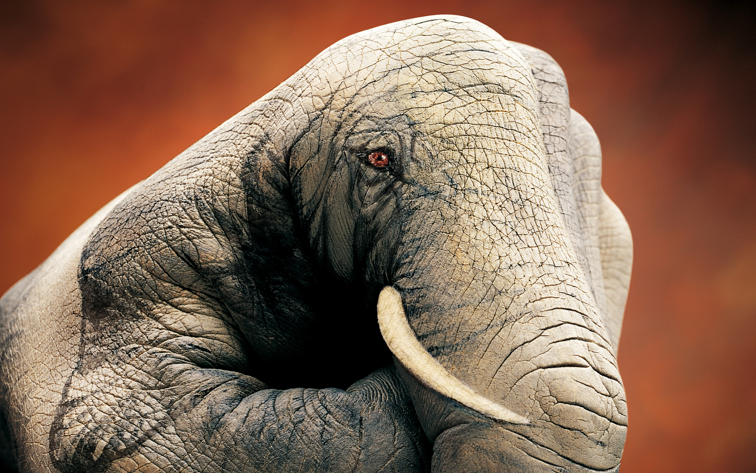 Elephant Hand Wallpaper And Image Pictures Photos