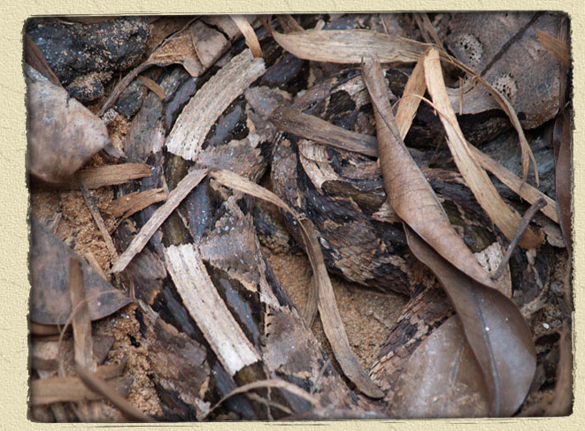 Gaboon Viper Snake HD Wallpaper Pictures