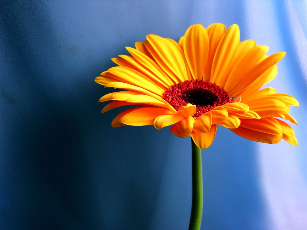 Tag Orange Gerbera Daisy Flowers Wallpapers Backgrounds Photos