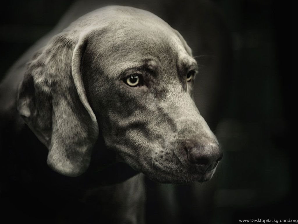 Weimaraner Background Wallpaper Desktop Background