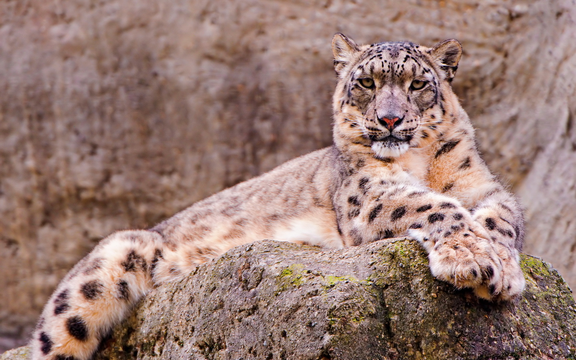 A majestic snow leopard resting on a rock, its thick fur providing warmth against the cold mountain air