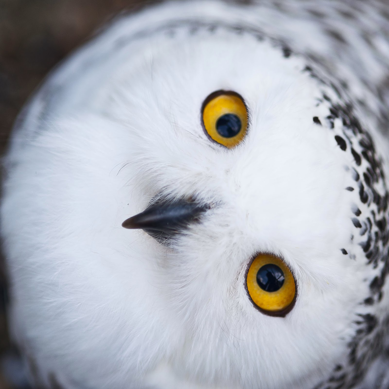 Cute Snowy Owls Images amp Pictures   Becuo