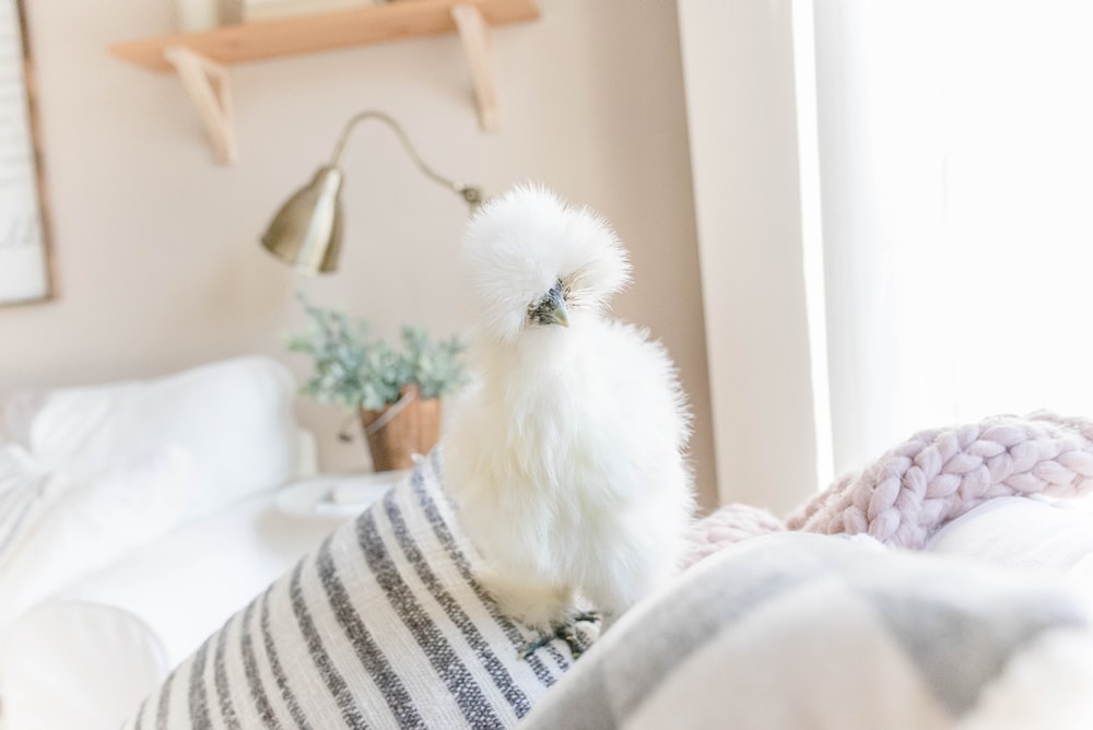 Silkie Chicken Pictures Image