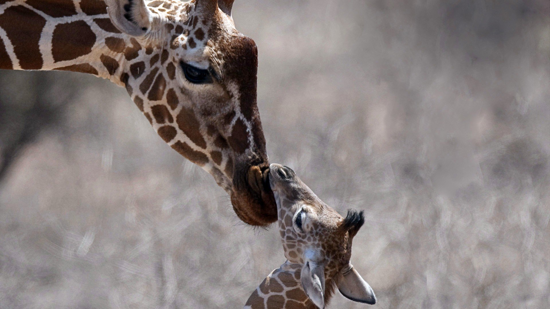 Nature Animals Giraffes Baby Wallpaper