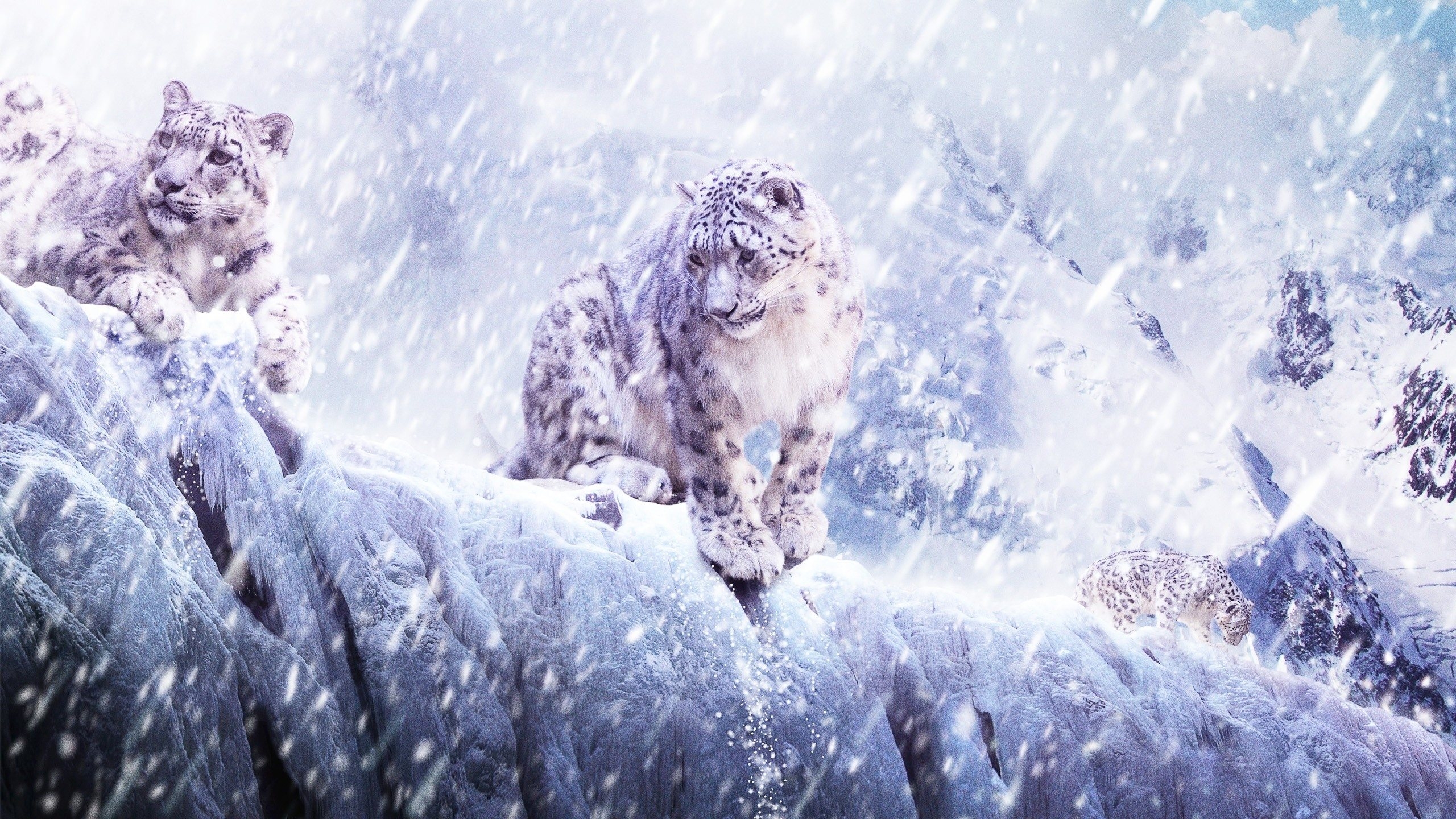 Wallpaper Leopard Snow Blizzard Breaking HD Background