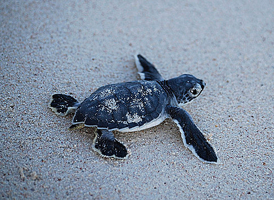 Baby Sea Turtles The Journey Of A Lifetime Cute Turtle
