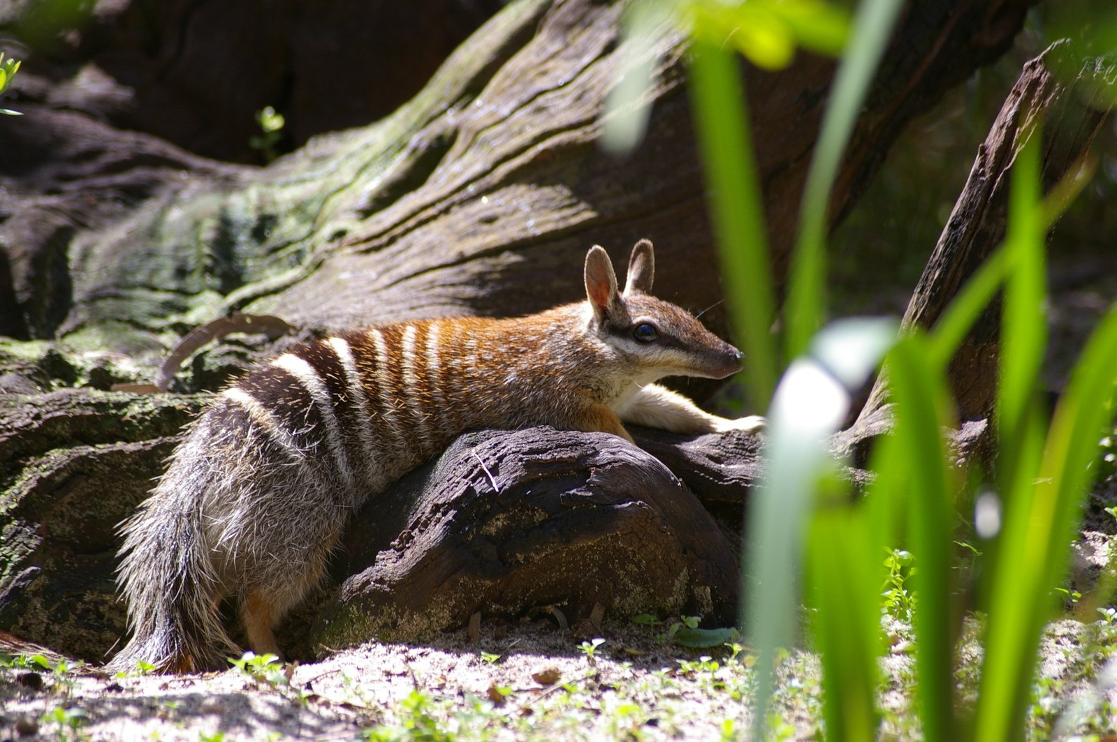 A numbat, also known as a banded anteater, with its distinctive striped back and pointed snout, explores its natural habitat