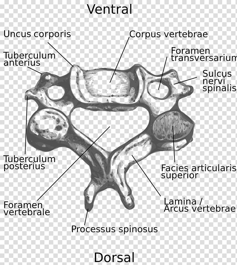 Cervical Vertebrae Intervertebral Foramen Vertebral Column Spinous