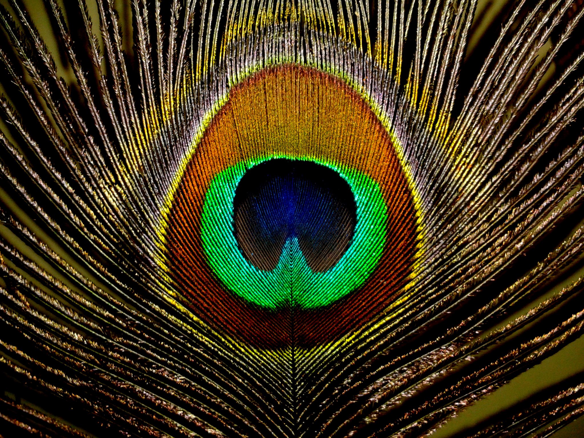 Real Peacock Feather Wallpaper Image Pictures Nearpics Clip