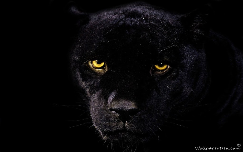 Free download love quotes Black Panther Wallpapers [1022x639] for your  Desktop, Mobile & Tablet | Explore 69+ Black Leopard Background | Clouded  Leopard Wallpaper, Leopard Background, Wallpaper Leopard