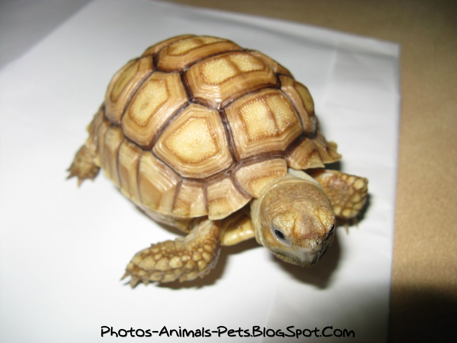 Cute Baby Pet Turtles Image Amp Pictures Becuo