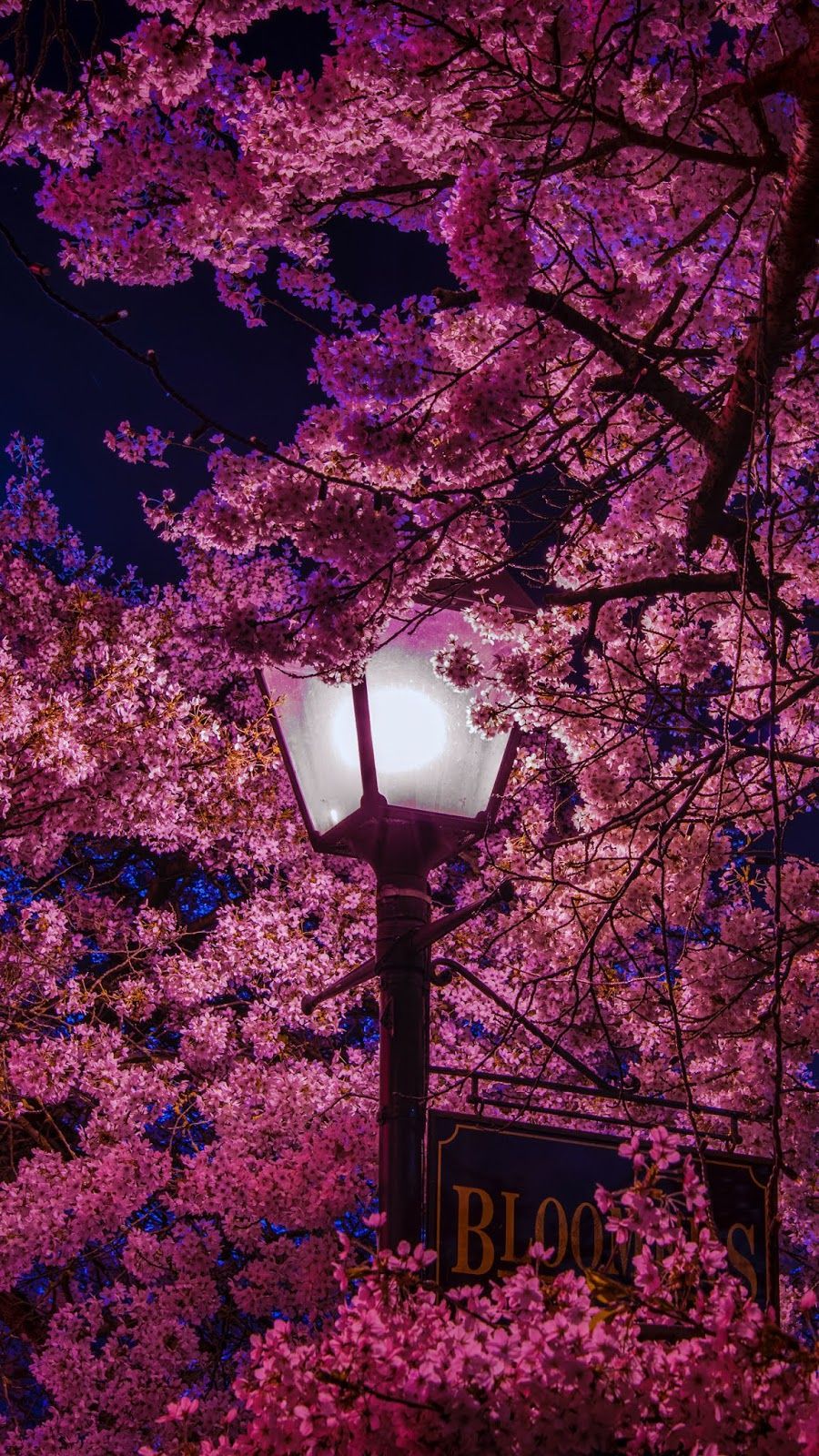 Sakura Night Wallpaper iPhone Android Background Followme