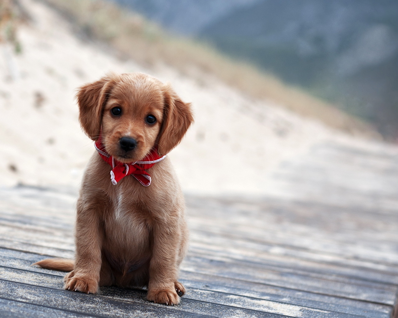 An adorable brown puppy with a red bow sits on a wooden walkway, with a blurred beach and dunes in the background