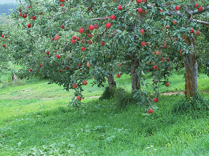 Apple Tree Wallpaper Du061 Fruit