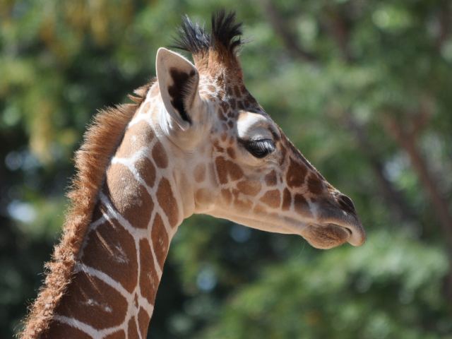 Cute Baby Giraffe Wallpaper Profile