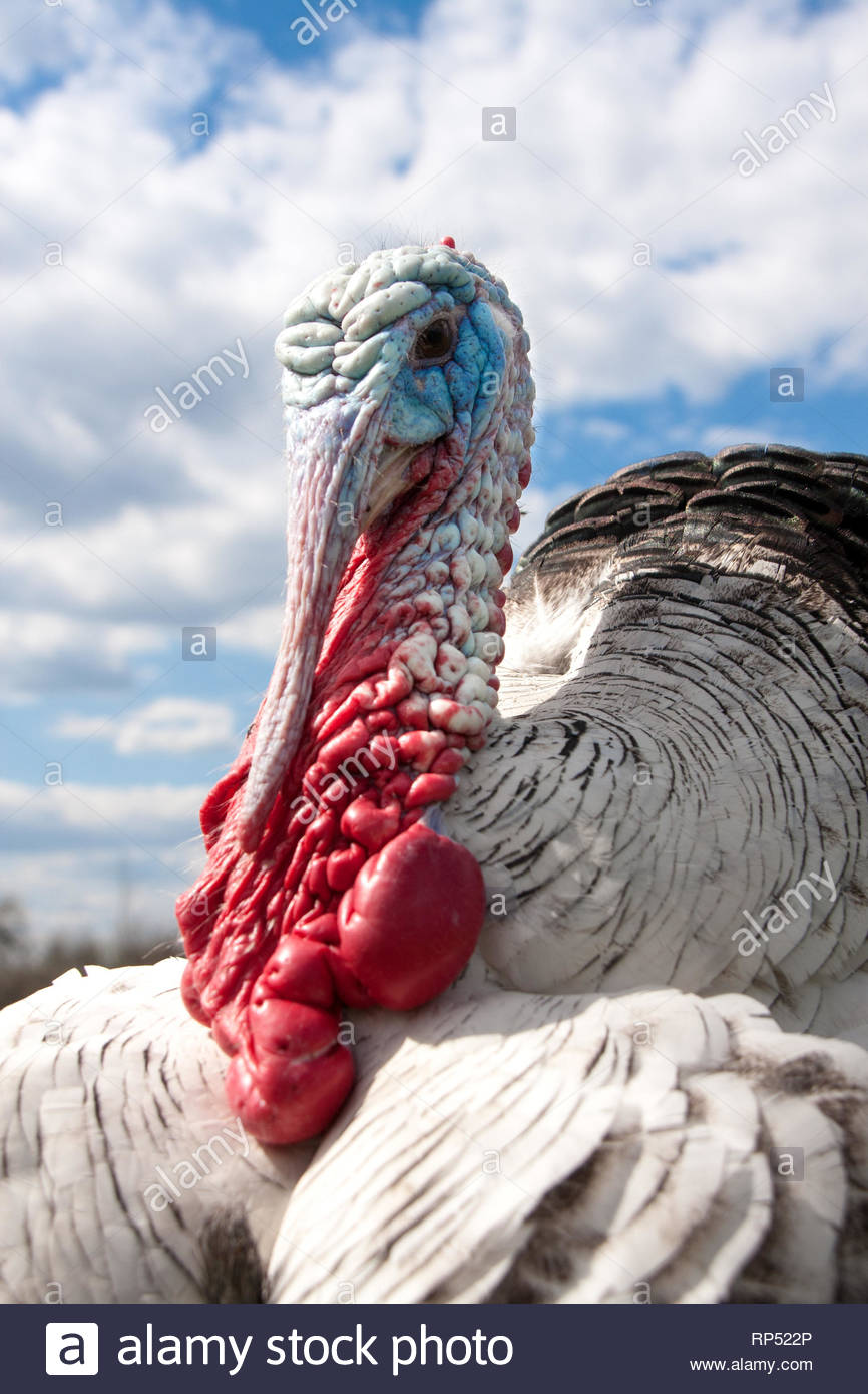 Turkey Male Or Gobbler Closeup On The Cloudy Sky Background Stock