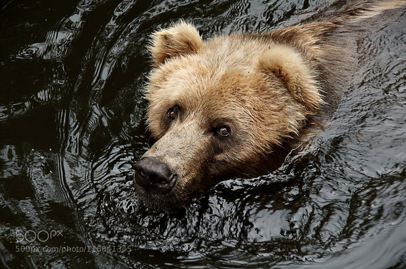 Animals Swimming Kodiak Bear