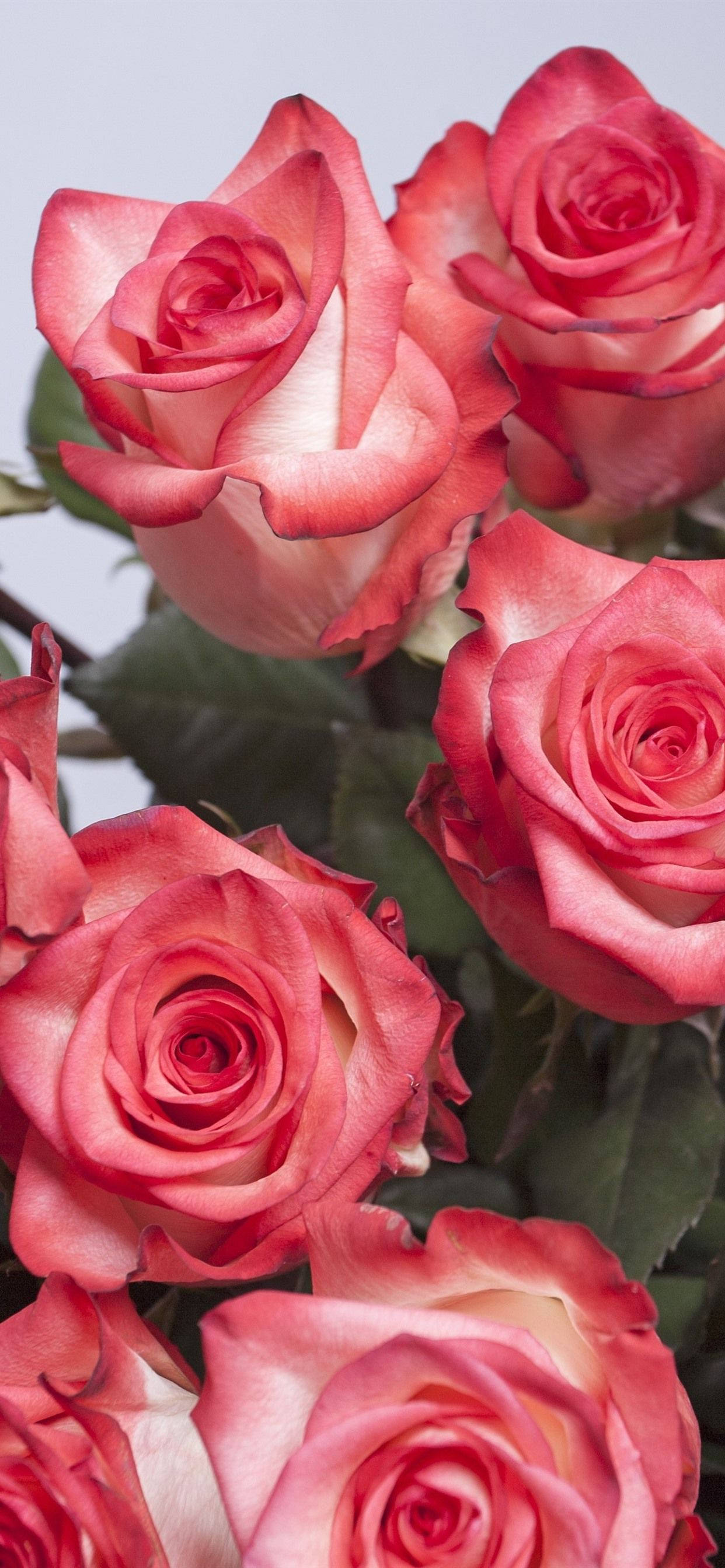 Pink Rose iPhone Bouquet Wallpaper