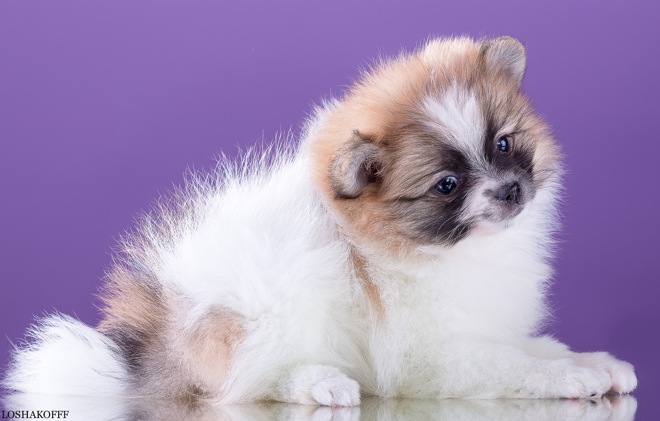 Wallpaper Cute Spotted Spitz Image For Desktop Section