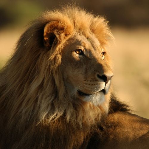Lion Picture For iPhone Blackberry iPad Screensaver