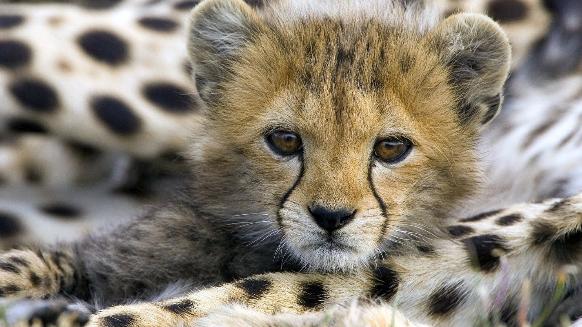 Cute Cheetah Baby Desktop Wallpaper High Quality