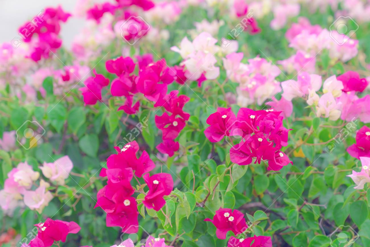 Beautiful Bougainvillea Flower For Wallpaper Texture And