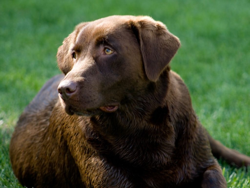 Chocolate Lab Wallpapers