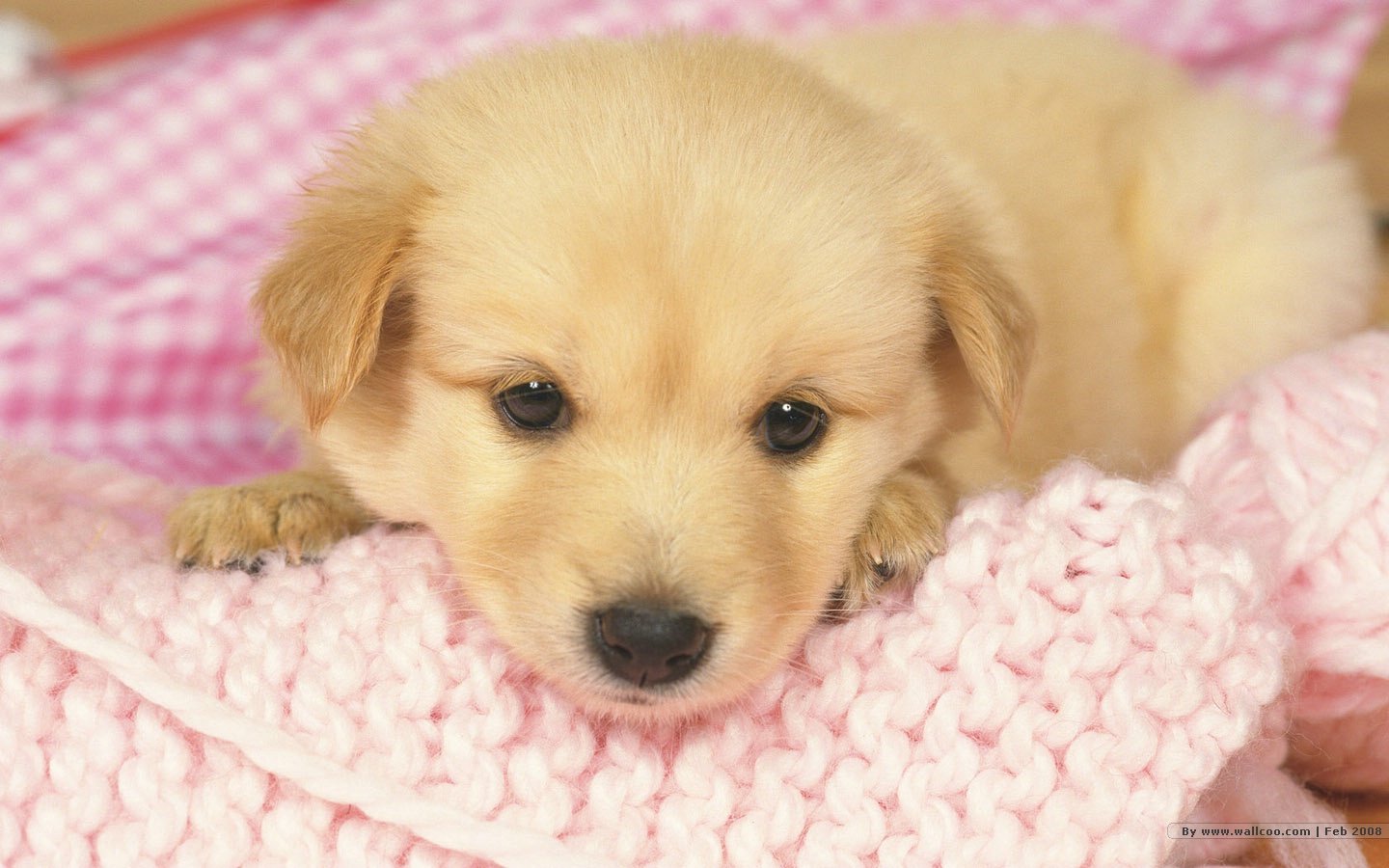 Lovely Puppy Wallpaper Puppies Photos No Desktop