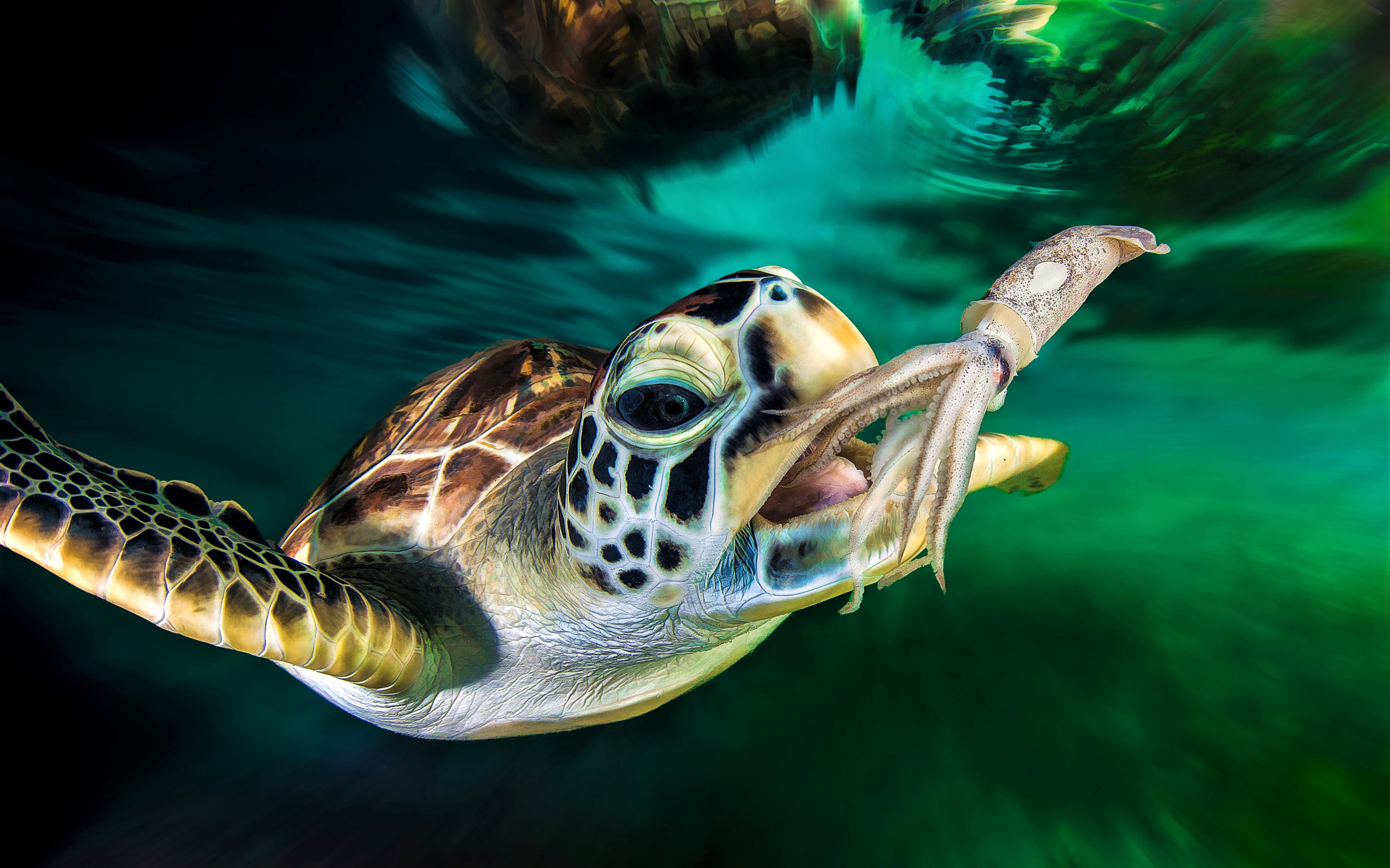 4k Sea Turtle Wallpaper Background Image
