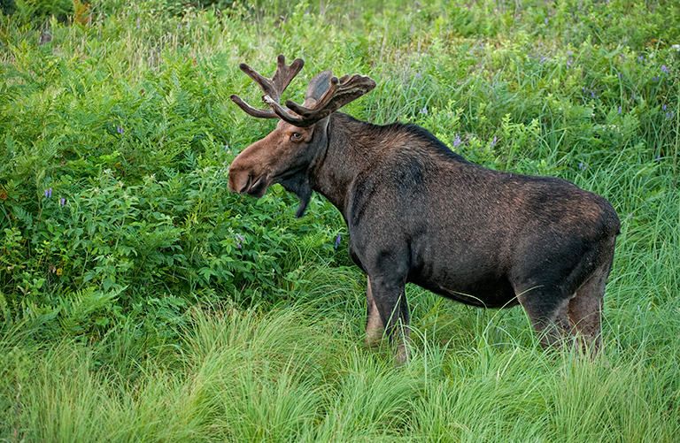 Moose Facts And Tips For Getting Great Deer Pictures
