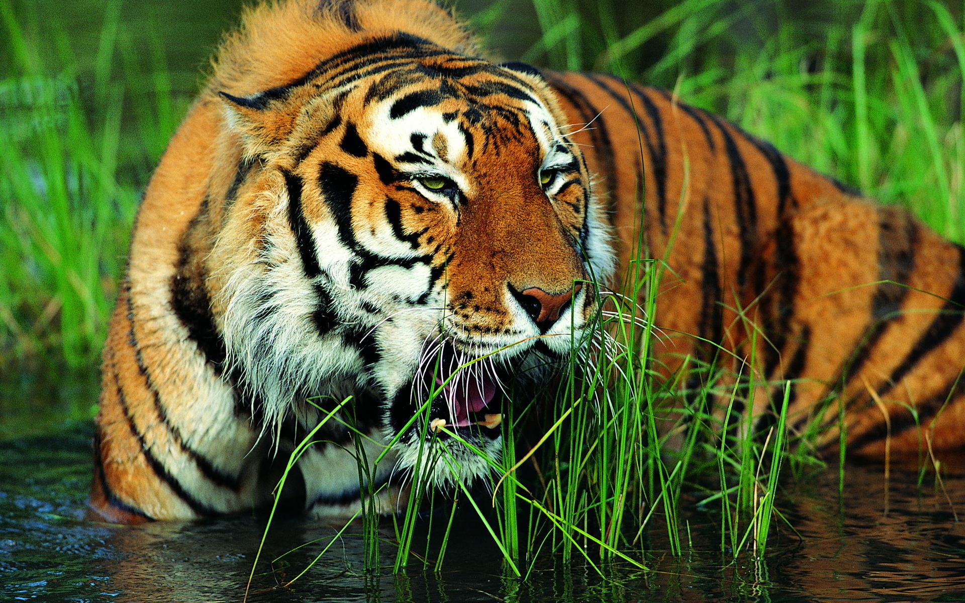 Tiger Wallpaper Water Teeth Face Grass HD Desktop