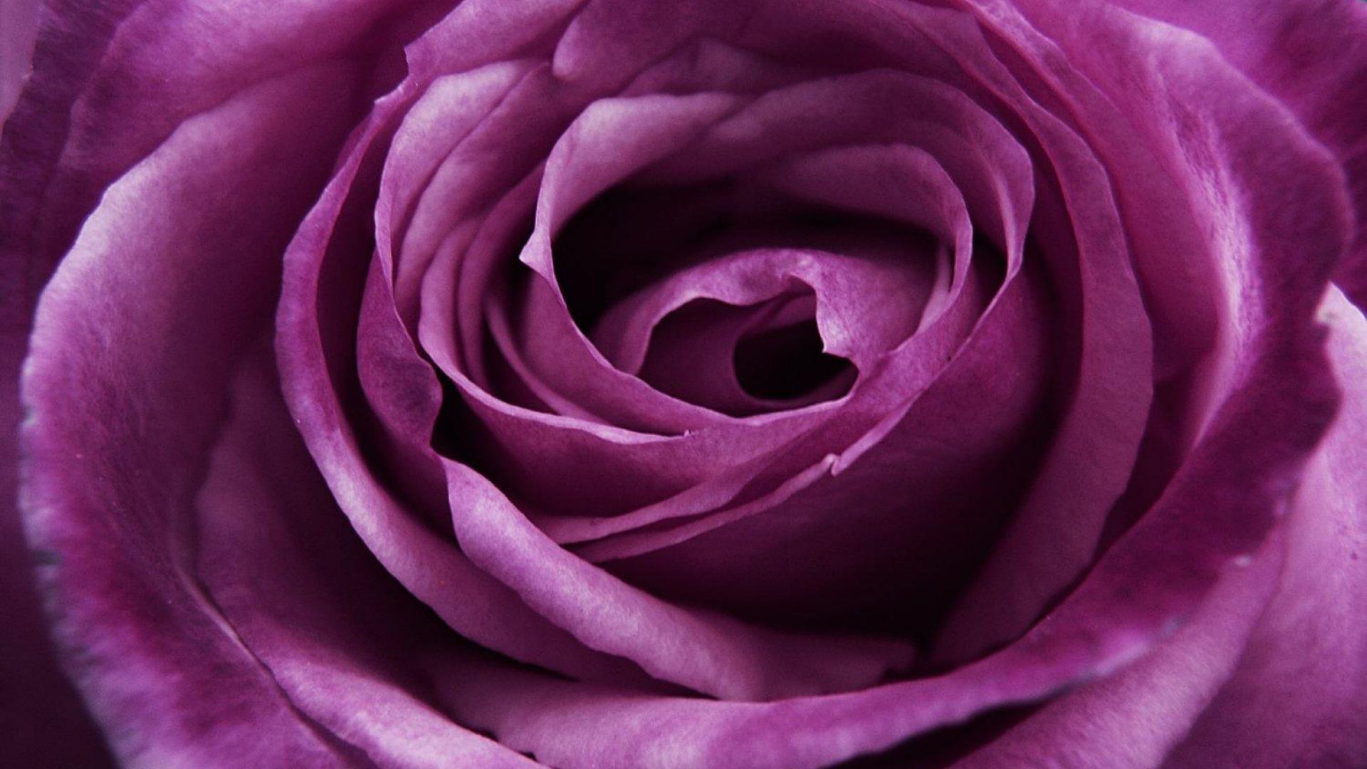 Big Purple Rose Close Up Wallpaper And Image Pictures