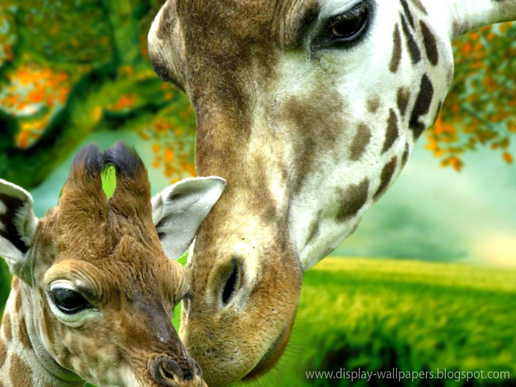 Cute Animals Wallpaper Download Download WallpaperDesktop Wallpaper 1024x768