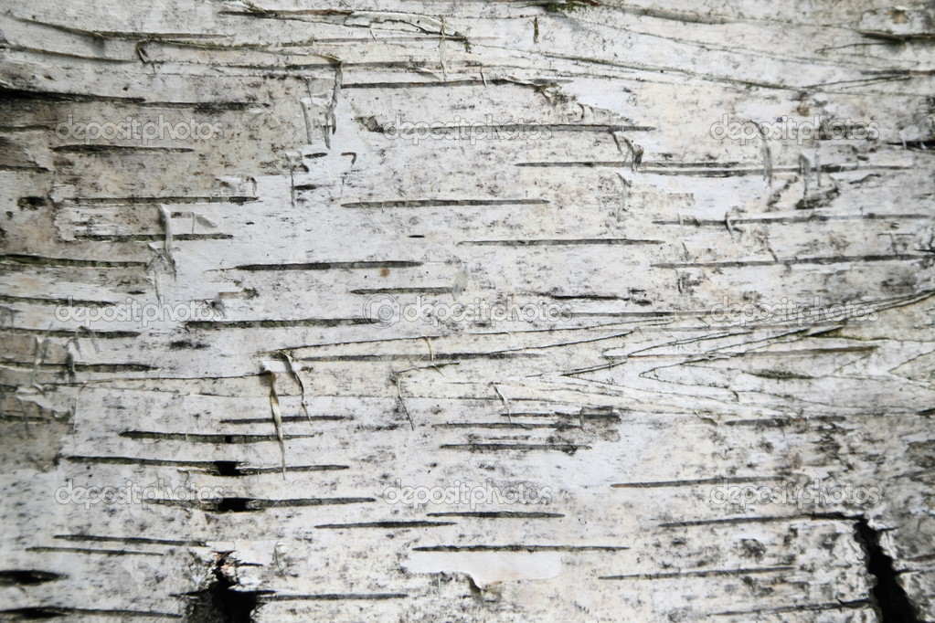 Birch Texture Wallpaper Bark Background