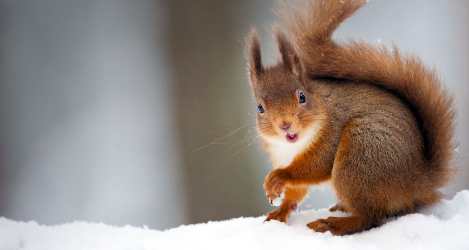 Bing Images   Squirrel   Red Squirrel Sciurus vulgaris in winter 958x512