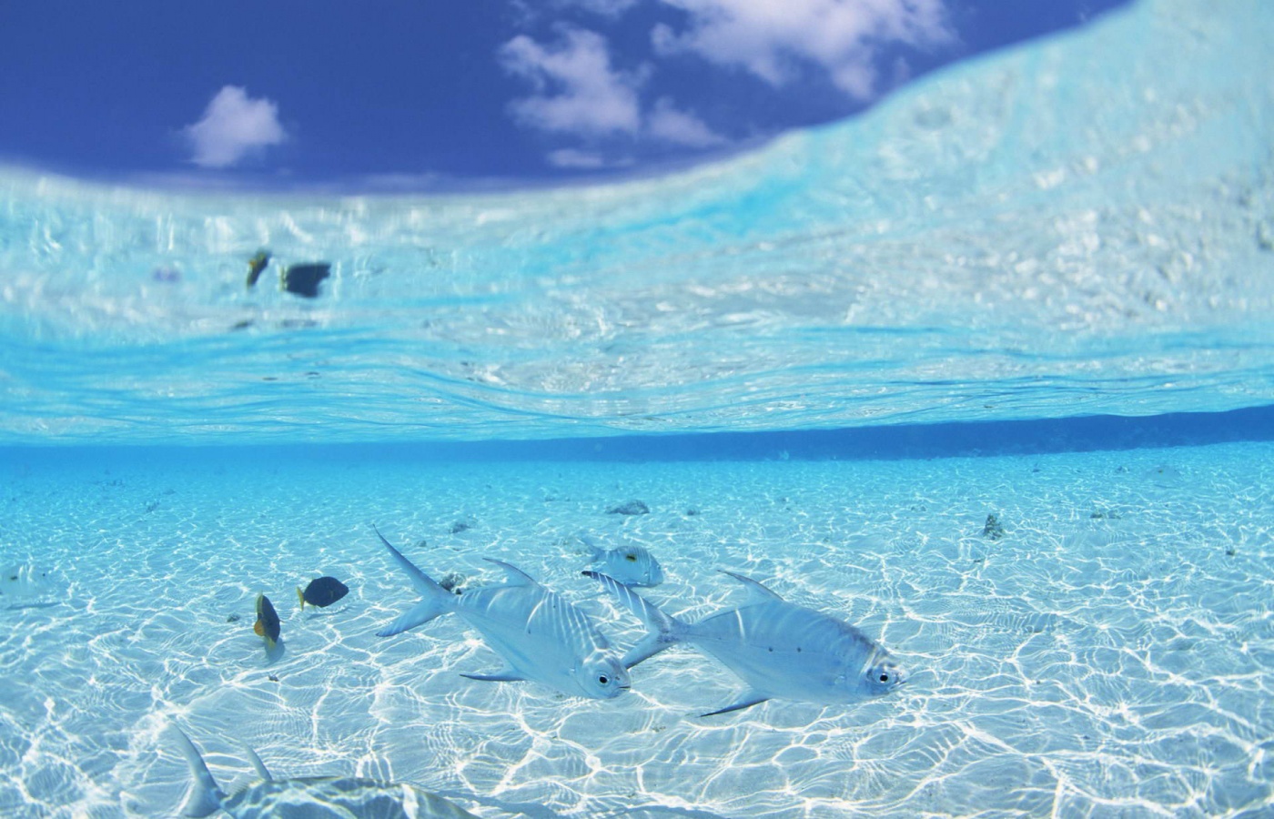 Maldives Beach Fish Wallpaper