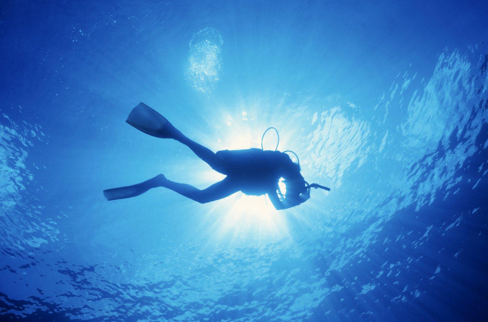 Diver Underwater Wallpaper 1600x1056 Diver Underwater