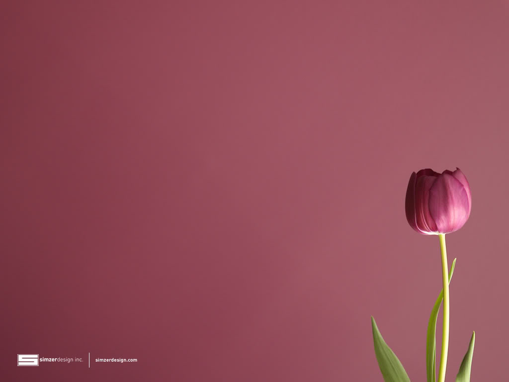 Tulip Background Wallpaper For Desktop