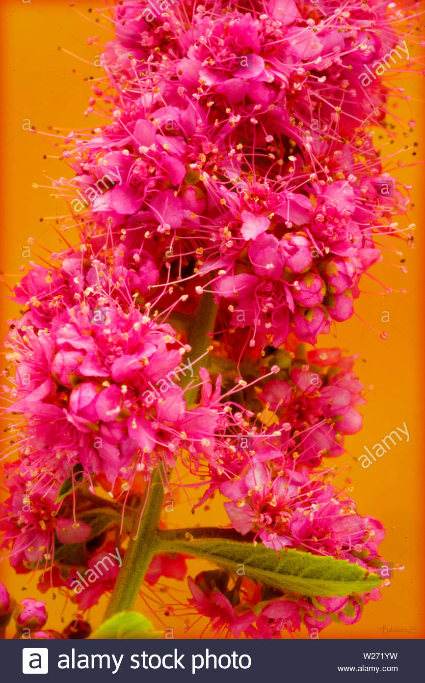 Pink Beautiful Flower Blossom Macro Background And Wallpaper In