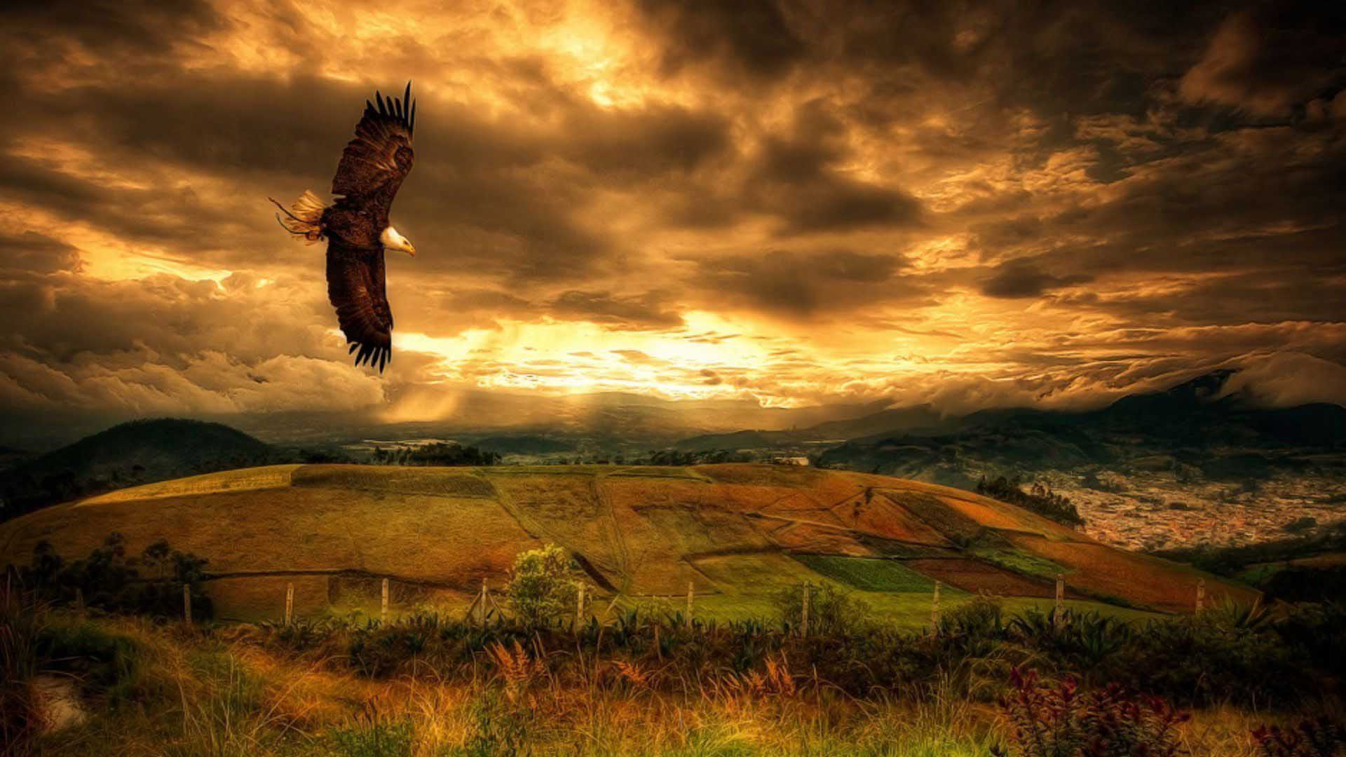Animals Abstract Flying Eagle Best Screensavers Wallpaper