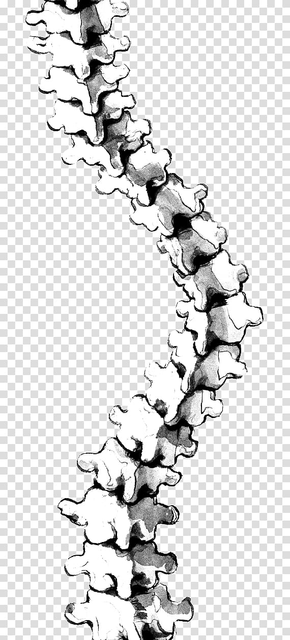 Scoliosis Vertebral Column Back Brace Drawing