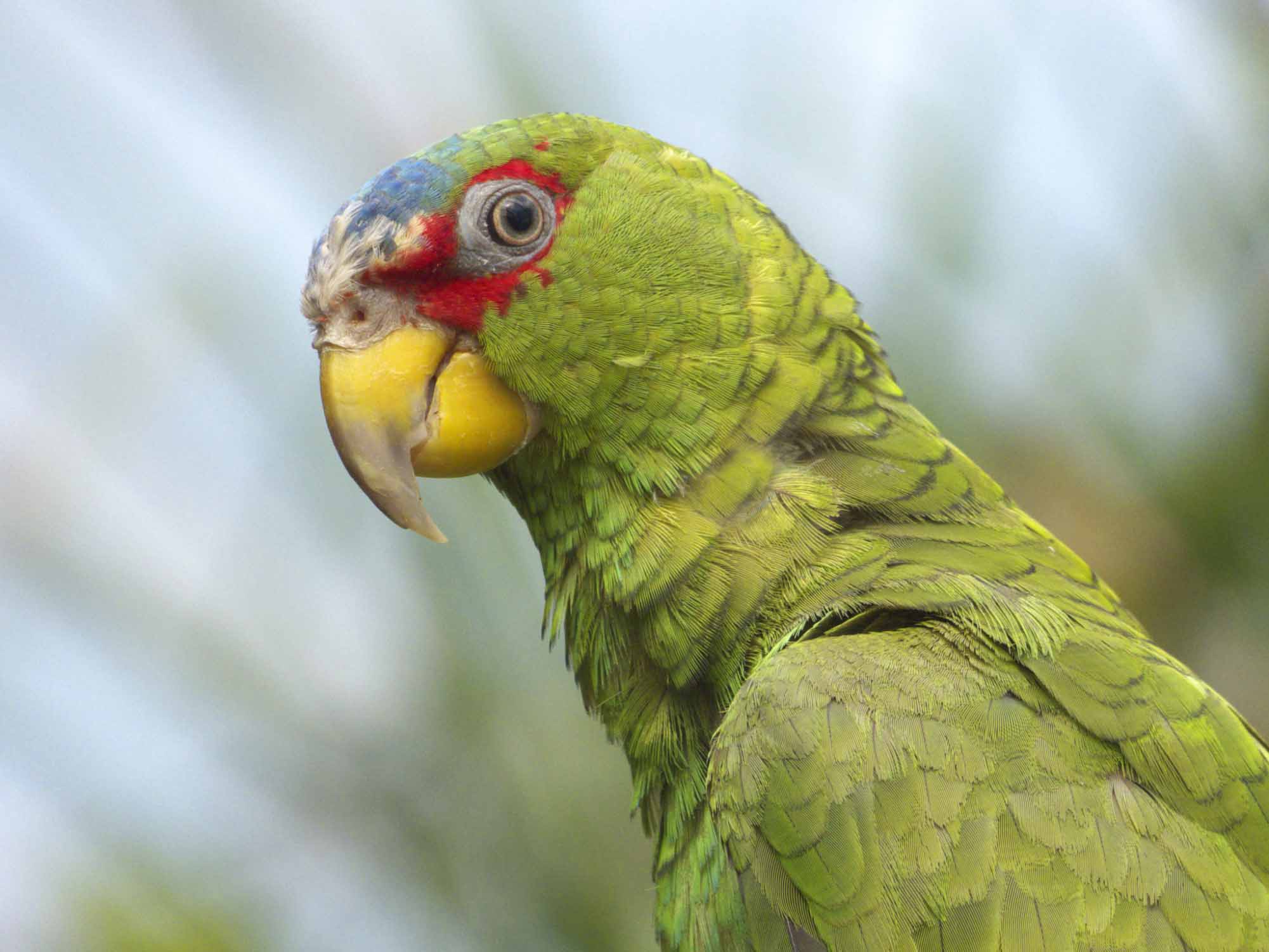 Green Parrot HD Wallpaper