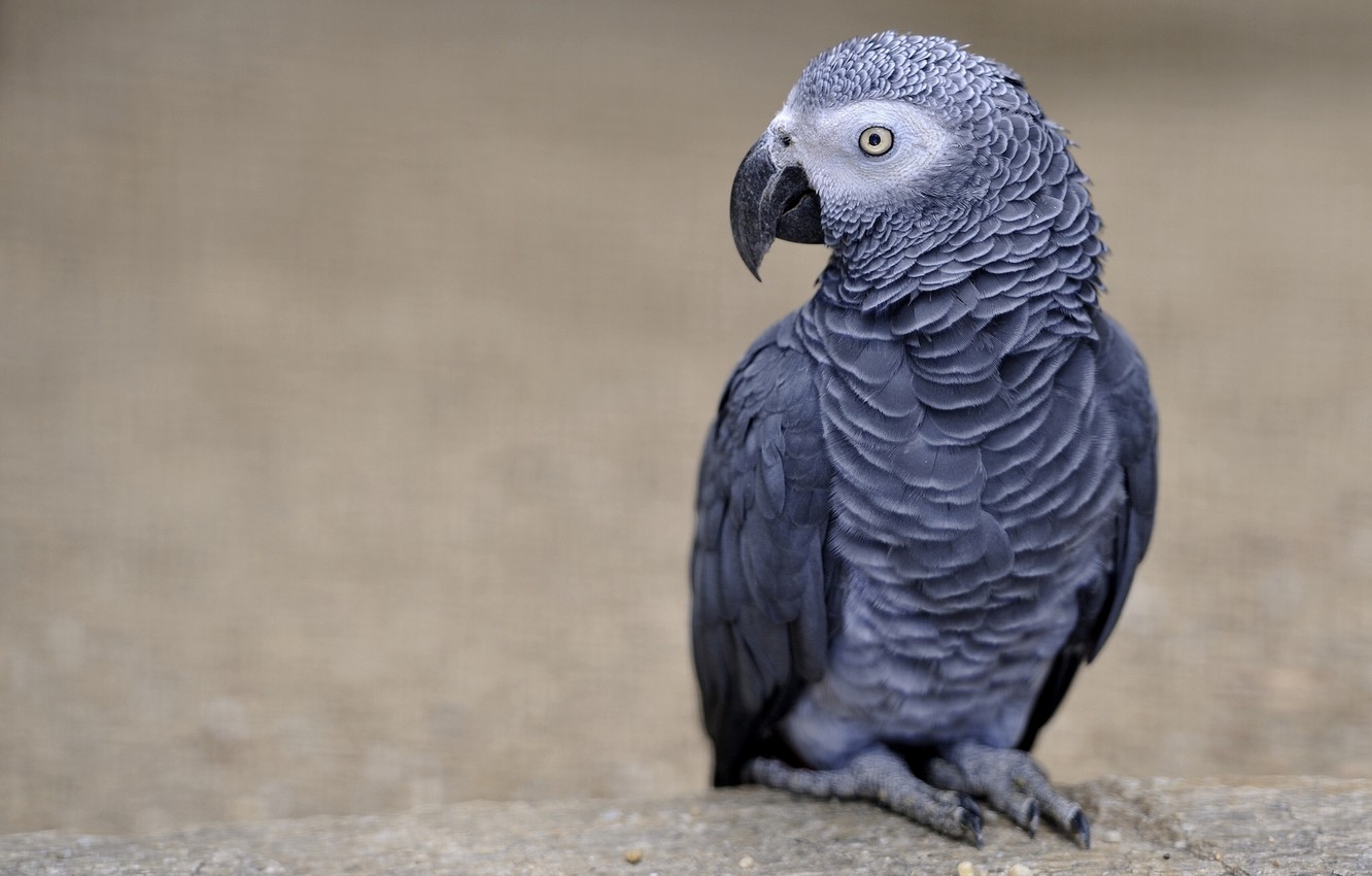 Wallpaper Bird Parrot Jaco Image For Desktop Section