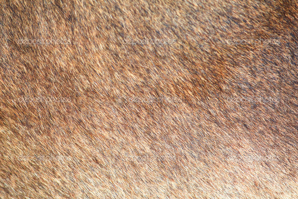 Brown Cow Print Background Skin Texture Pattern