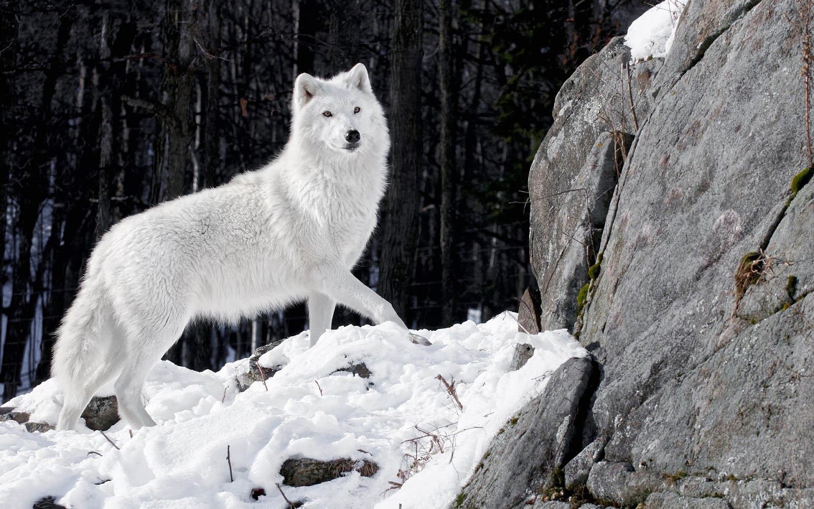Beautiful White Wolf Wallpaper Full HD Pictures